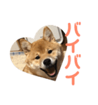 柴犬の太郎（個別スタンプ：19）