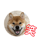 柴犬の太郎（個別スタンプ：20）