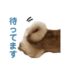 柴犬の太郎（個別スタンプ：21）