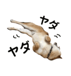柴犬の太郎（個別スタンプ：22）