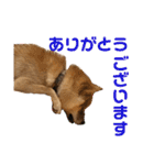 柴犬の太郎（個別スタンプ：23）