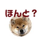 柴犬の太郎（個別スタンプ：24）