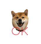 柴犬の太郎（個別スタンプ：25）