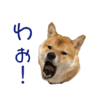 柴犬の太郎（個別スタンプ：27）