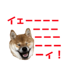 柴犬の太郎（個別スタンプ：28）