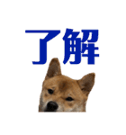 柴犬の太郎（個別スタンプ：30）