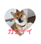 柴犬の太郎（個別スタンプ：31）