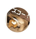 柴犬の太郎（個別スタンプ：32）