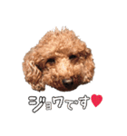 ジョワのスタンプ（個別スタンプ：6）