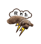 ジョワのスタンプ（個別スタンプ：22）