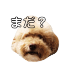 茶力スタンプ（個別スタンプ：1）