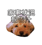 茶力スタンプ（個別スタンプ：17）