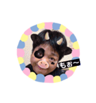 隼樹・みこと・みおん、おまけにババ（個別スタンプ：24）