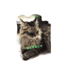 またたびねこ（個別スタンプ：1）