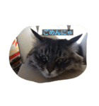 またたびねこ（個別スタンプ：3）