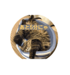 またたびねこ（個別スタンプ：4）
