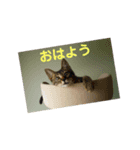 またたびねこ（個別スタンプ：5）