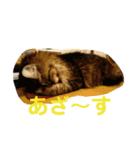またたびねこ（個別スタンプ：6）