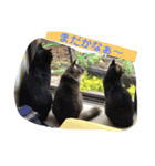 またたびねこ（個別スタンプ：7）