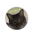 またたびねこ（個別スタンプ：8）