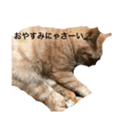 茶トラーくん（個別スタンプ：6）