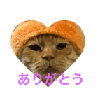 茶トラーくん（個別スタンプ：8）