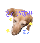 おちあい家のわんたち（個別スタンプ：1）