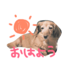 おちあい家のわんたち（個別スタンプ：2）