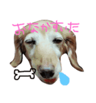 おちあい家のわんたち（個別スタンプ：4）