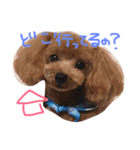 おちあい家のわんたち（個別スタンプ：5）