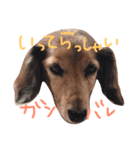 おちあい家のわんたち（個別スタンプ：6）