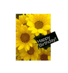 誕生日 花スタンプ/ Birthday flowers（個別スタンプ：7）