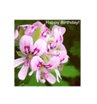誕生日 花スタンプ/ Birthday flowers（個別スタンプ：8）