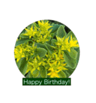 誕生日 花スタンプ/ Birthday flowers（個別スタンプ：9）
