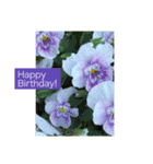 誕生日 花スタンプ/ Birthday flowers（個別スタンプ：11）