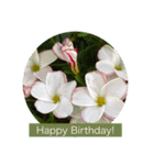 誕生日 花スタンプ/ Birthday flowers（個別スタンプ：12）