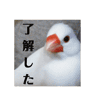 しろぶんスタンプ（個別スタンプ：9）