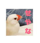 しろぶんスタンプ（個別スタンプ：16）