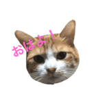 めんわら（個別スタンプ：1）