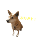 めんわら（個別スタンプ：4）
