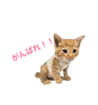 めんわら（個別スタンプ：6）