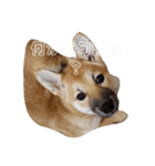 柴犬すみれ（個別スタンプ：1）