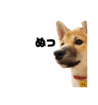 柴犬すみれ（個別スタンプ：2）