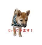 柴犬すみれ（個別スタンプ：3）