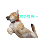 柴犬すみれ（個別スタンプ：4）