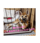 柴犬すみれ（個別スタンプ：5）