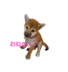 柴犬すみれ（個別スタンプ：6）