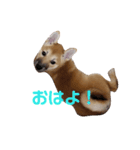 柴犬すみれ（個別スタンプ：7）
