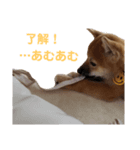 柴犬すみれ（個別スタンプ：8）