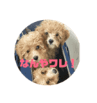 トイプー三兄弟じゃワレ！（個別スタンプ：1）